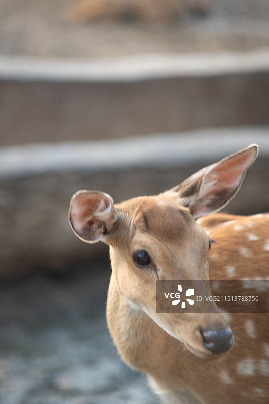 青岛森林野生动物世界梅花鹿图片素材