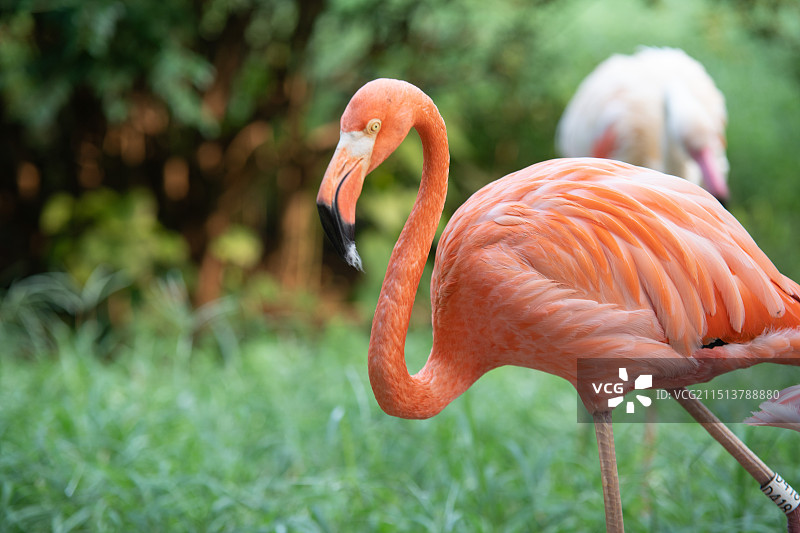 青岛森林野生动物园火烈鸟图片素材