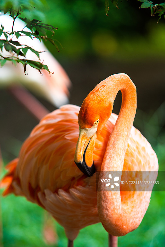 青岛森林野生动物园火烈鸟图片素材