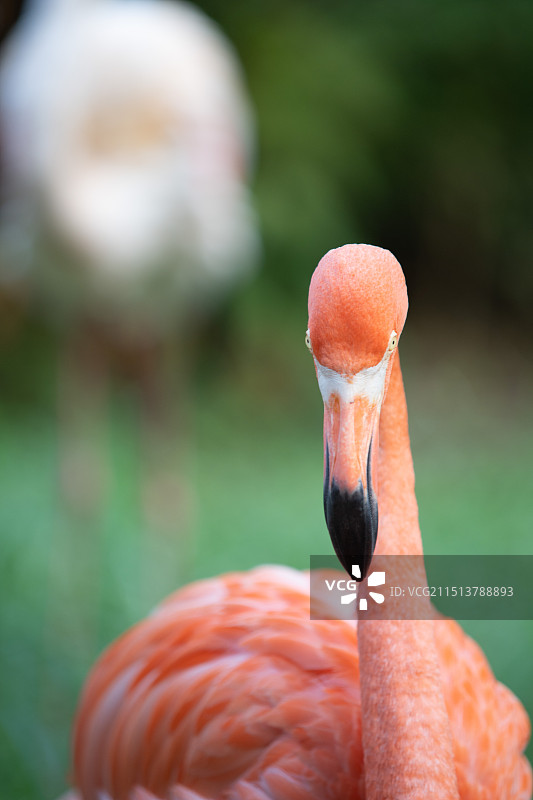 青岛森林野生动物园火烈鸟图片素材