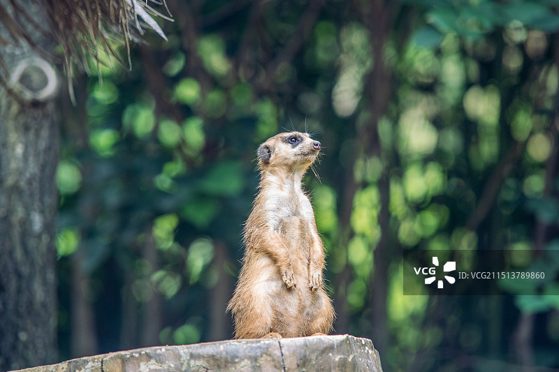 青岛森林野生动物世界狐獴图片素材