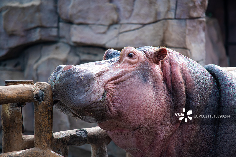 青岛森林野生动物世界河马图片素材