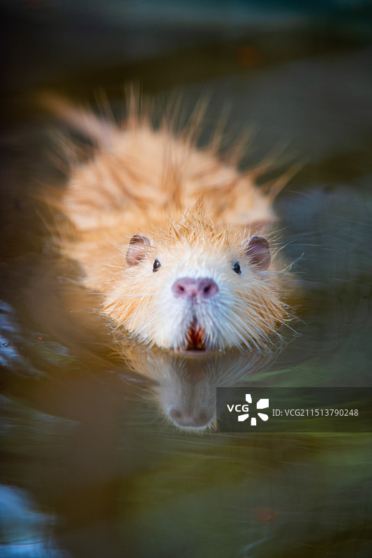 青岛森林野生动物世界麝鼠图片素材