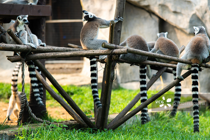 青岛森林野生动物世界图片素材