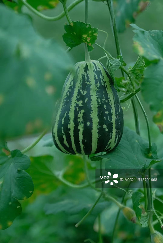 瓜图片素材