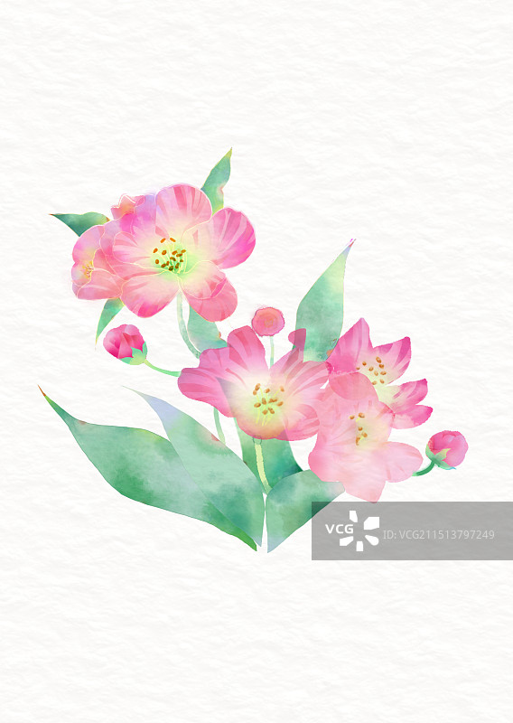 板绘仿水彩植物花卉智利百合秘鲁百合水仙百合装饰插画图片素材