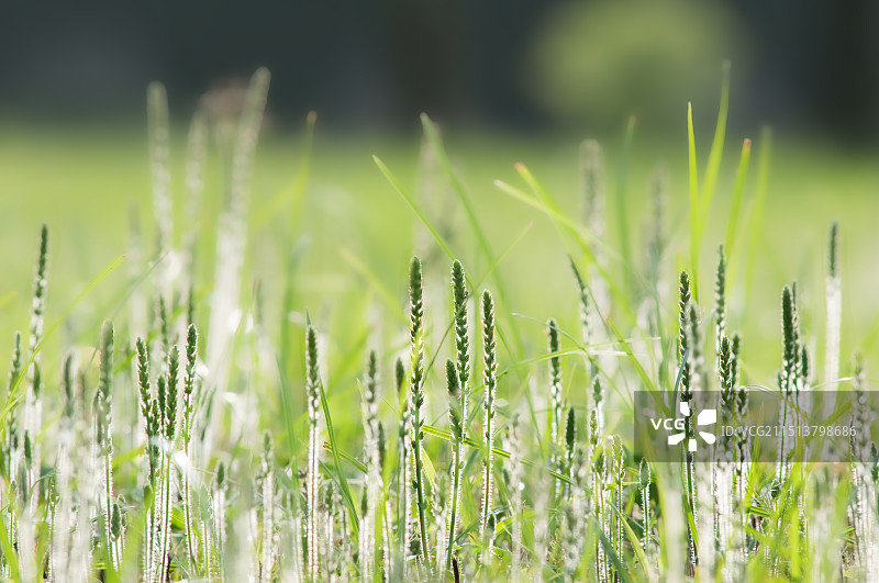 夏天户外草地里漂亮的野草图片素材