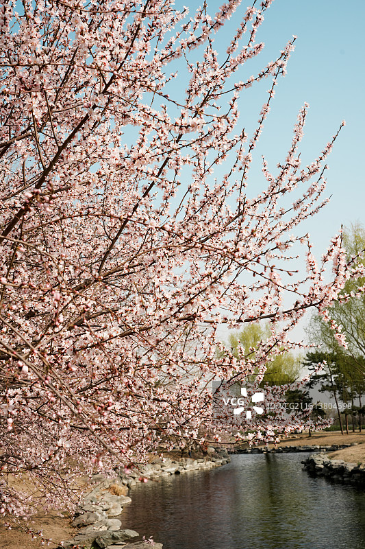 圆明园桃花林图片素材
