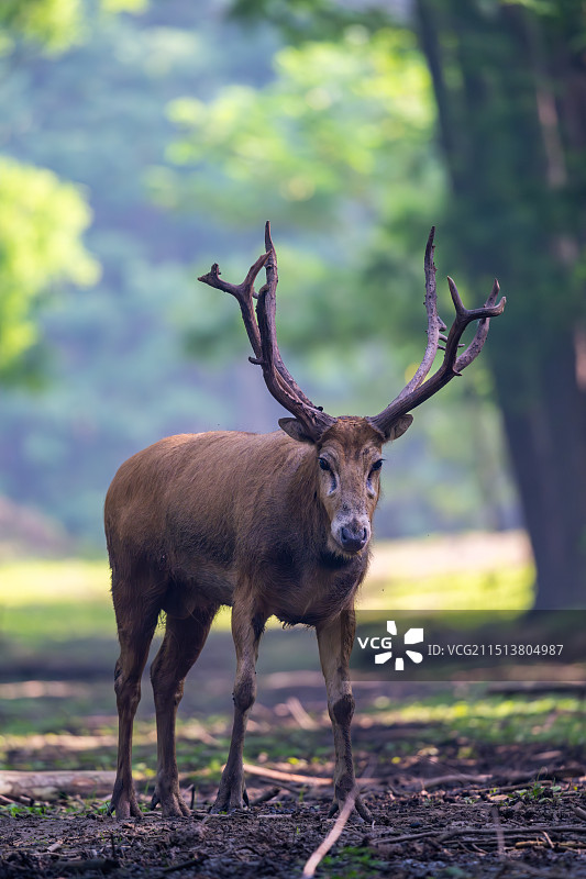 江苏盐城大丰麋鹿国家级自然保护区中的雄性麋鹿Elaphurus davidianus图片素材