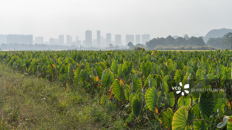 秋天清晨的湖南永州江永县乡村田地里的香芋农作物图片素材