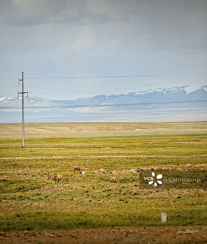 青海省玉树藏族自治州可可西里无人区，自然保护区藏羚羊图片素材