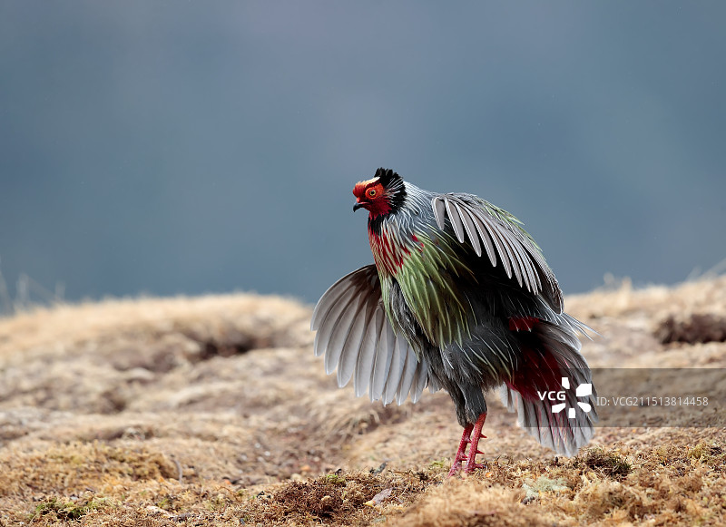 血雉《精神抖擞》Blood Pheasant图片素材
