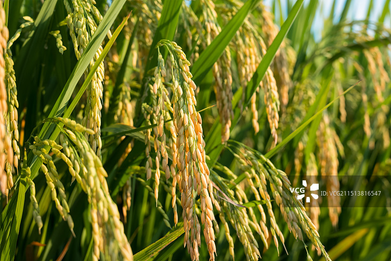 水稻稻田稻穗日落黄昏特写，乡村振兴粮食安全粮食丰收概念图片素材