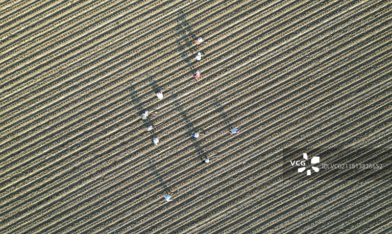 胡萝卜种植图片素材