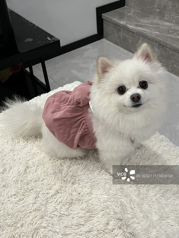 么嘎～可爱修狗猪图片素材