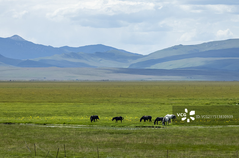夏日的郭莽湿地图片素材