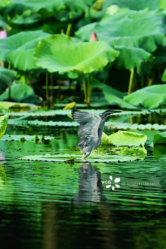 西湖清晨鸟语花香图片素材