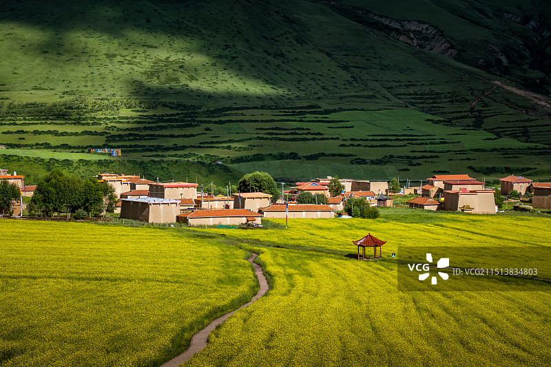 阿坝县高原油菜花种植基地图片素材