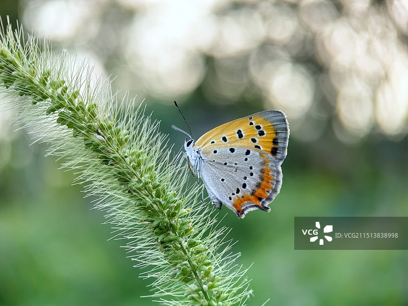 植物上蝴蝶特写镜头图片素材