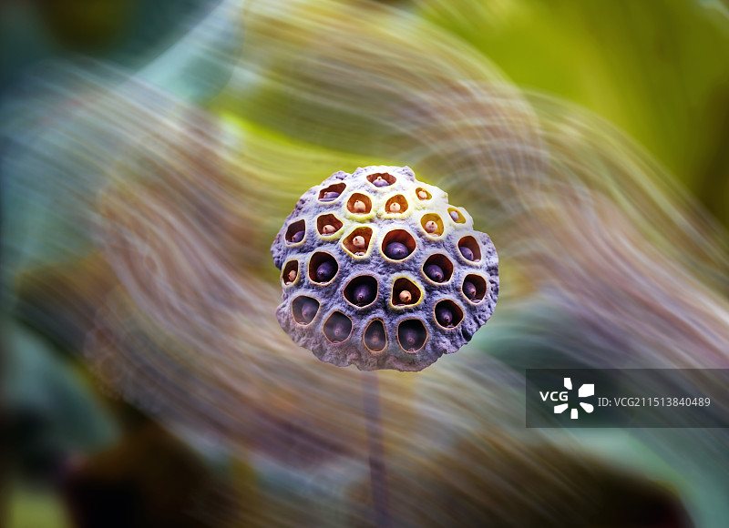 唯美莲蓬图片素材