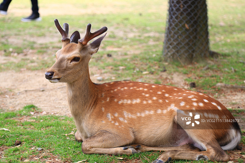 一只小鹿图片素材