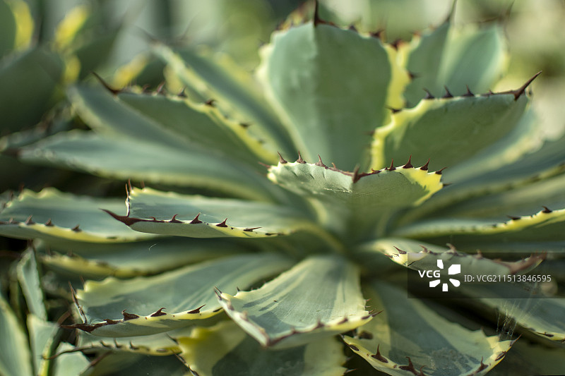 厦门植物园  龙舌兰特写图片素材