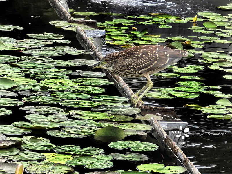 夜鹭的特写镜头图片素材