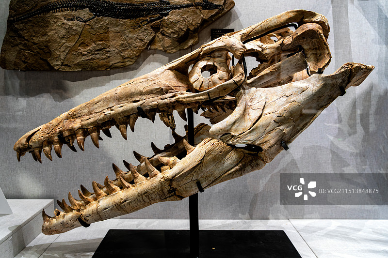 沧龙头骨化石 霍夫曼沧龙 中国古动物馆藏 保定自然博物馆图片素材