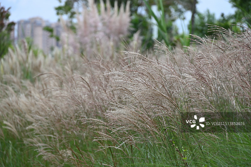 云南昆明大观公园 蒲苇图片素材