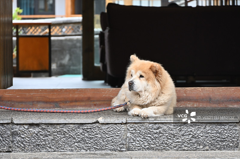 云南丽江古城小狗图片素材