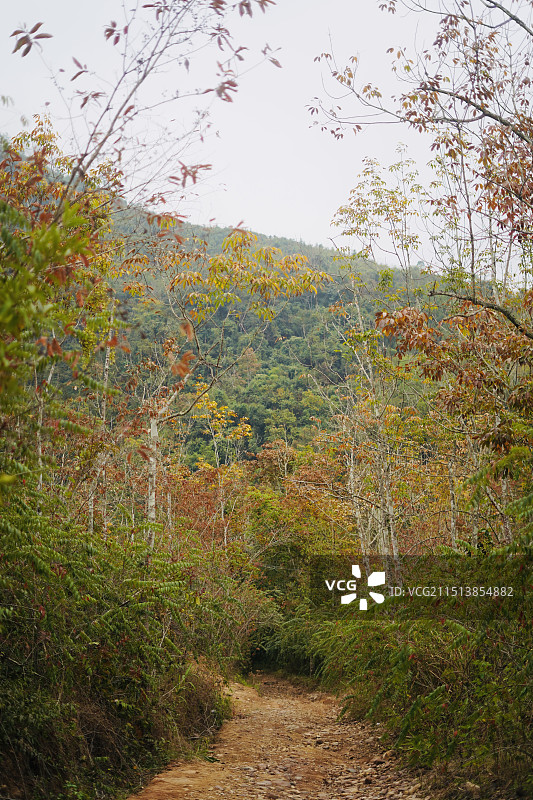 云南普洱小黑江森林公园林中小路图片素材