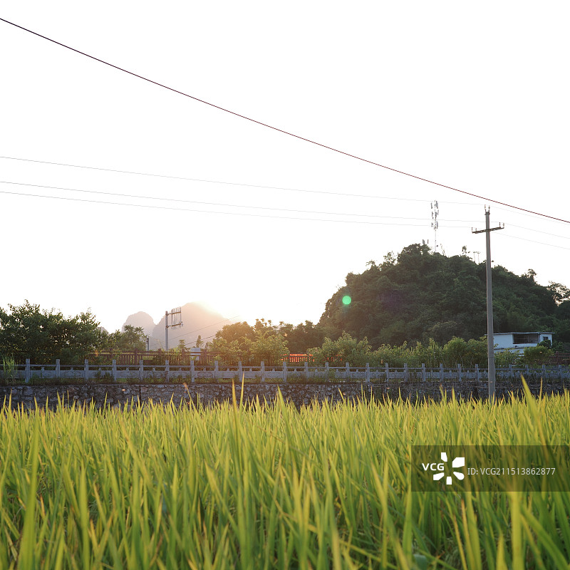 下午的水稻田图片素材