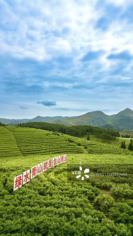 茅台生态农业蓝莓种植园景观图片素材