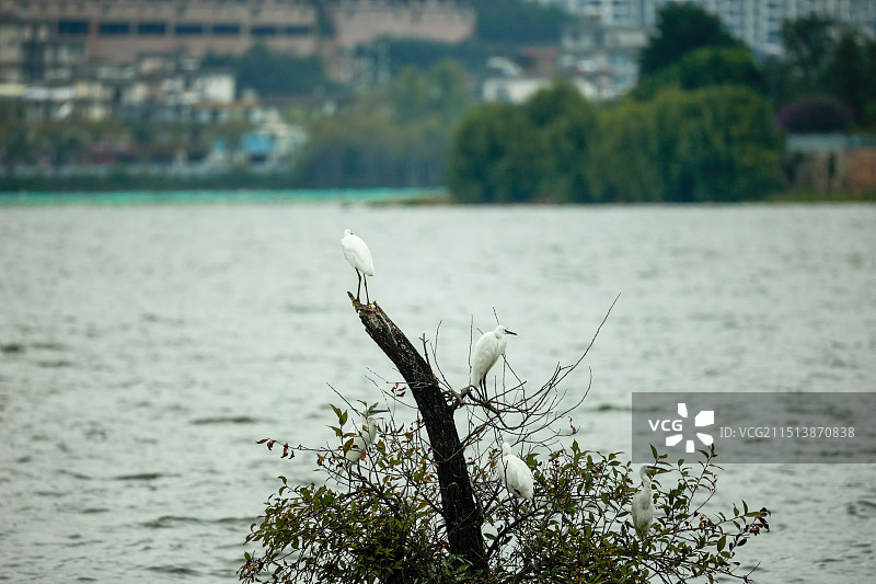 白鹭安静地栖息在湖边的枯枝上，与远处的城市景观形成鲜明对比图片素材