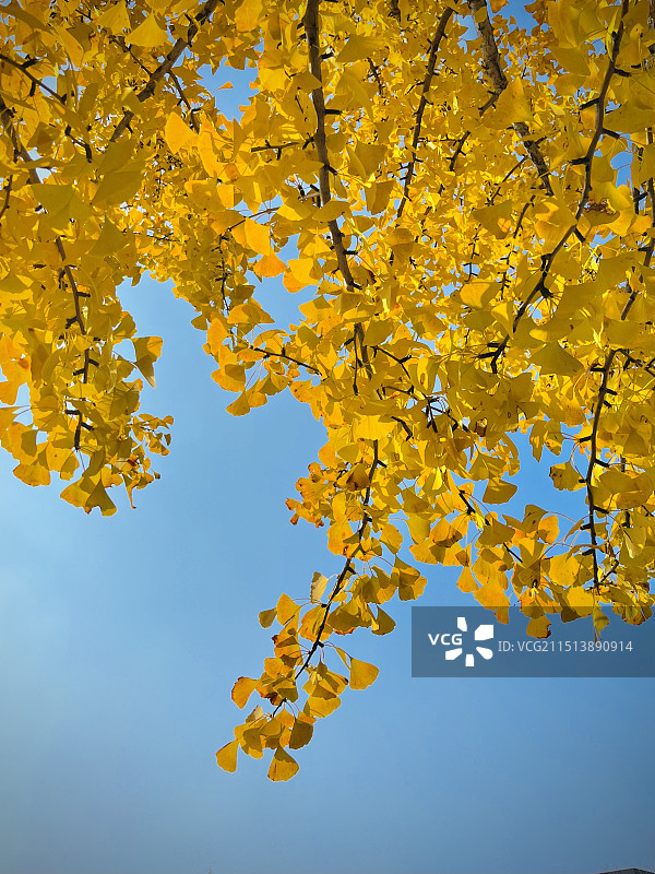 蓝天下的俯视图 银杏叶图片素材