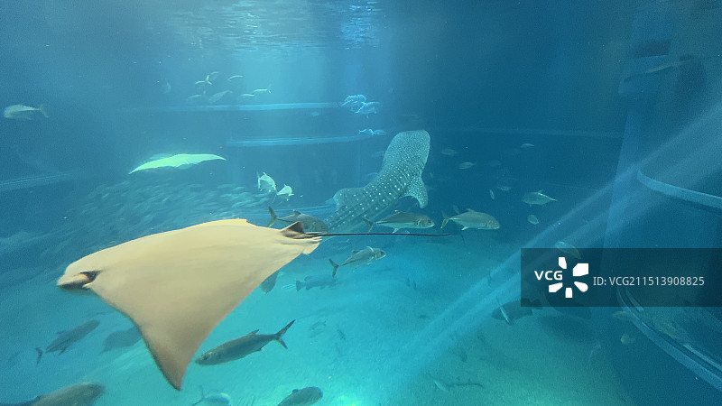 上海海洋水族馆图片素材