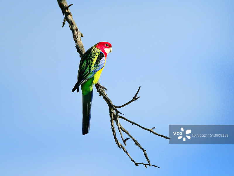玖瑰鹦鹉图片素材