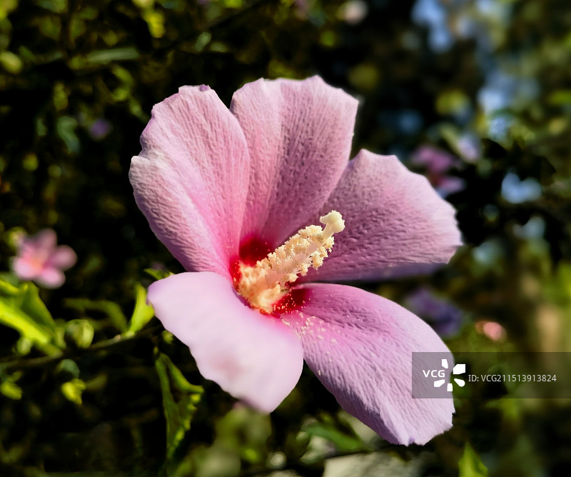 木槿花开图片素材