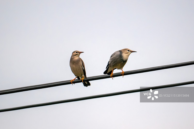 电线上的一对丝光琼鸟图片素材