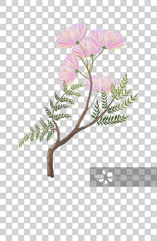 中草药手绘插画植物元素免抠素材合欢花图片素材