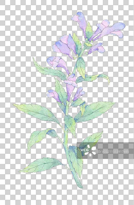 中草药手绘插画植物元素免抠素材黄芩图片素材
