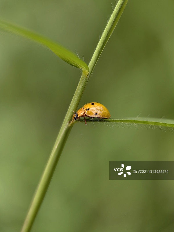 瓢虫图片素材
