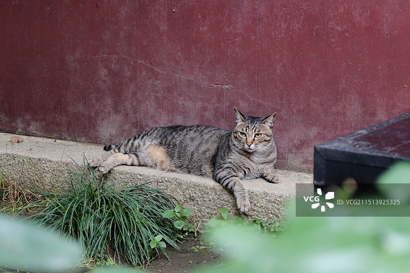 寺院中的条纹狸花猫图片素材