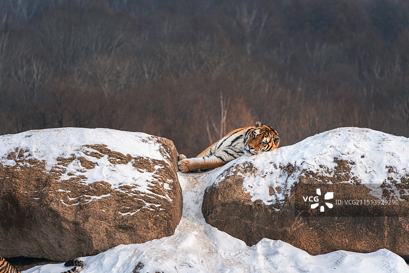 黑龙江横道河子东北虎林园东北虎捕食图片素材