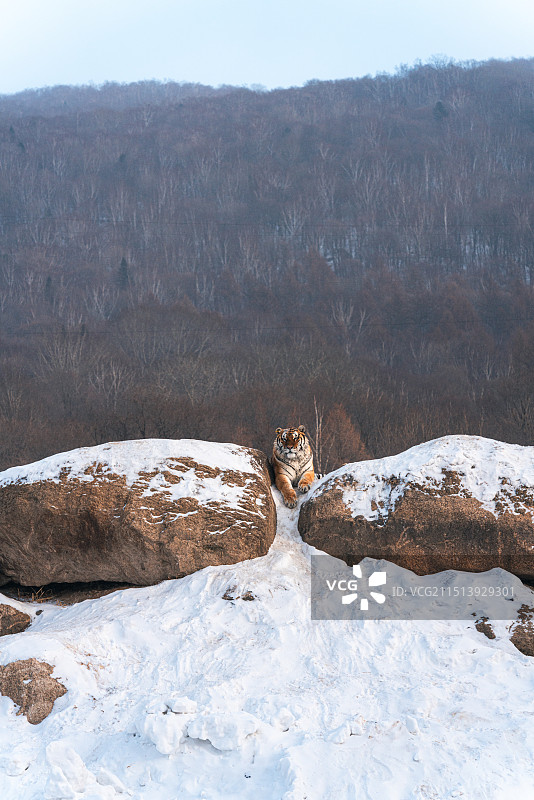黑龙江横道河子东北虎林园东北虎捕食图片素材