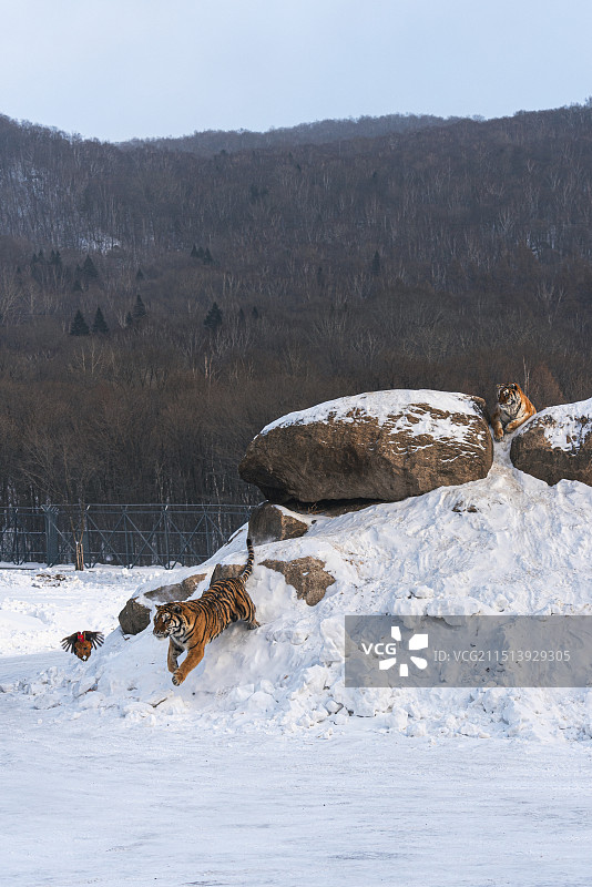 黑龙江横道河子东北虎林园东北虎捕食图片素材