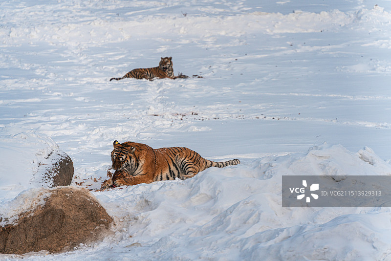 黑龙江横道河子东北虎林园东北虎捕食图片素材