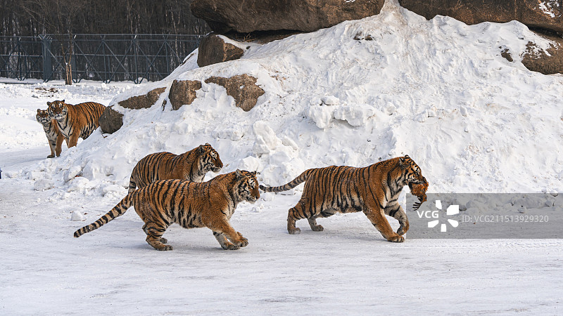 黑龙江横道河子东北虎林园东北虎捕食图片素材