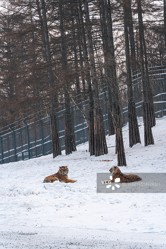 黑龙江横道河子东北虎林园东北虎捕食图片素材