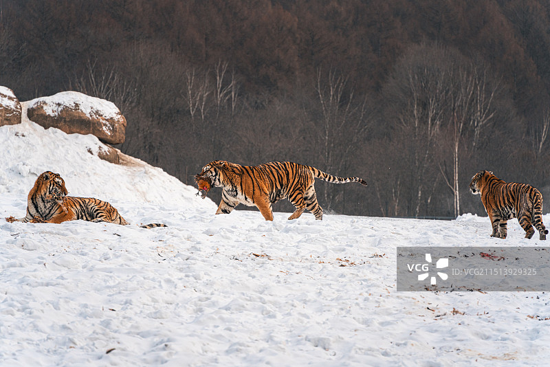 黑龙江横道河子东北虎林园东北虎捕食图片素材